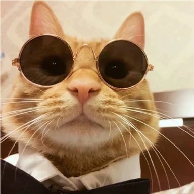 LENTES REDONDOS PARA MASCOTAS - 3