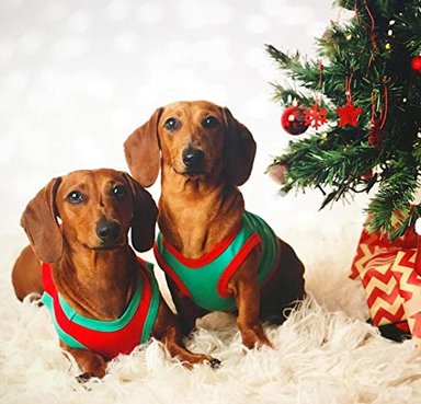 CAMISETA PERRO Y GATO PARISIAN PET S DIVERTIDAS NAVIDEÑAS DISEÑO 'NAUGHTY OR NICE' 'SANTA OUTFIT' 'ELF' - 4