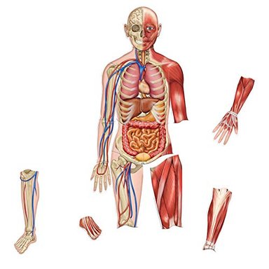 RECURSOS DE ENSEÑANZA: CUERPO HUMANO DE DOS CARAS CON IMANES