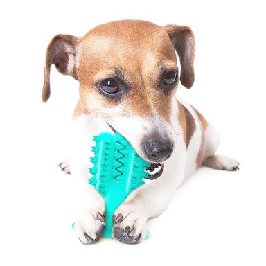 JUGUETE PERRO MORDEDOR CACTUS TURQUESA