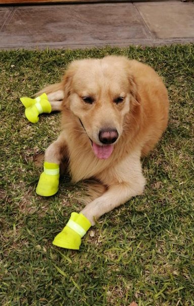ZAPATOS SILICONA PERRO QUE PATAS PET SHOP MORADO TALLA XXL - 5