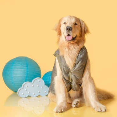 CHALECO PARA MASCOTAS LETIF PET SHOP IMPERMEABLE VERDE MILITAR TALLA 3 - 2