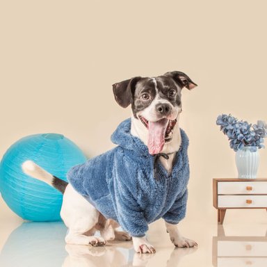 PELUDITO PARA MASCOTAS LETIF PET SHOP AZUL TALLA 8 - 2
