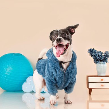 PELUDITO PARA MASCOTAS LETIF PET SHOP AZUL TALLA 8 - 3