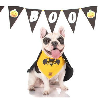 DISFRAZ TERCIOPELO PERRO LETIF PET SHOP BATDOG TALLA 7 - 2