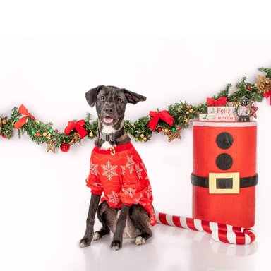 POLERA ALGODÓN PERRO LETIF PET SHOP GRINCH TALLA 0 - 2