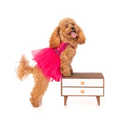 DISFRAZ TERCIOPELO PERRO Y GATO LETIF PET SHOP BARBIE TALLA 4 - 2