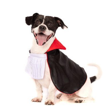 DISFRAZ PERRO Y GATO LETIF PET SHOP DRACULA TALLA 2 - 2