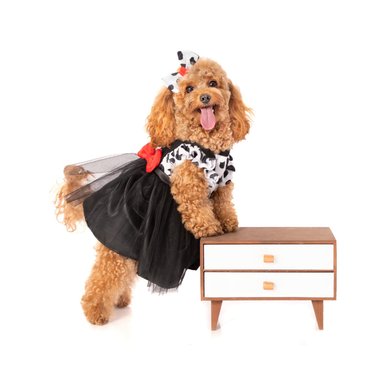 DISFRAZ TERCIOPELO PERRO Y GATO LETIF PET SHOP CRUELLA VIL TALLA 4 - 2