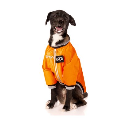 DISFRAZ TERCIOPELO PERRO Y GATO LETIF PET SHOP ASTRONAUTA TALLA 5 - 2