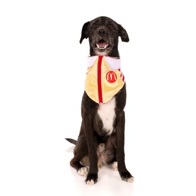 BANDANA PERRO Y GATO LETIF PET SHOP MC DOGNALD TALLA M - 2