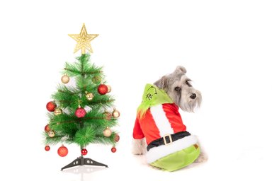 TRAJE TERCIOPELO PERRO Y GATO LETIF PET SHOP GRINCH TALLA 2 - 2