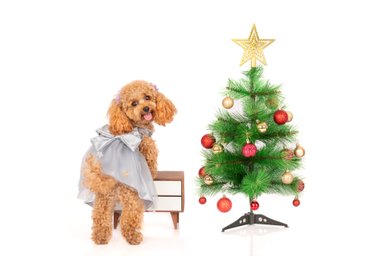 VESTIDO PLUSH PERRO Y GATO LETIF PET SHOP XMAS GREY TALLA 0
