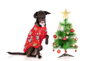 POLERA ALGODÓN PERRO Y GATO LETIF PET SHOP MICKEY XMAS TALLA 1 - 2