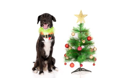 BANDANA TERCIOPELO PERRO Y GATO LETIF PET SHOP GRINCH TALLA XS - 2