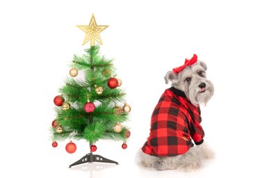 POLERA ALGODÓN PERRO Y GATO LETIF PET SHOP ESCOCES TALLA 5 - 2