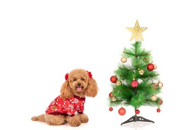 POLERA ALGODÓN PERRO Y GATO LETIF PET SHOP CANDY XMAS TALLA 3 - 2