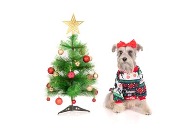 POLERA ALGODÓN PERRO Y GATO LETIF PET SHOP MERRY CHRISTMAS TALLA 6 - 2