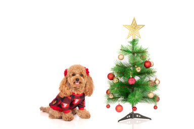 POLERA ALGODÓN PERRO Y GATO LETIF PET SHOP MICKEY HO HO HO TALLA 2 - 2