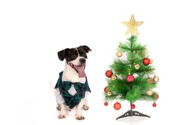 TRAJE ALGODÓN PERRO Y GATO LETIF PET SHOP XMAS TIME TALLA 0 - 2
