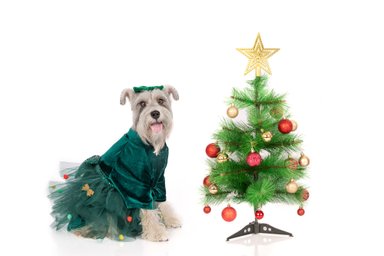VESTIDO PLUSH PERRO Y GATO LETIF PET SHOP XMAS TREE TALLA 0 - 3