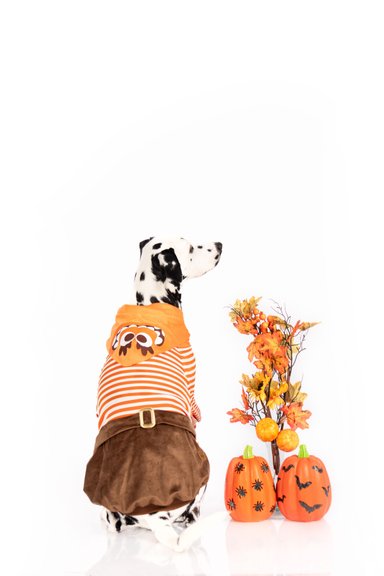 DISFRAZ ALGODÓN PERRO Y GATO ANSIEDAD TALLA 4 LETIF PET SHOP - 2