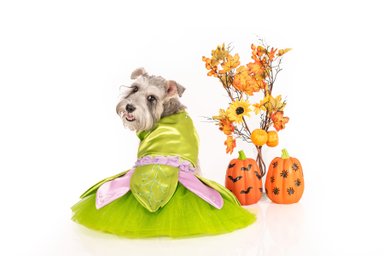DISFRAZ PERRO Y GATO CAMPANITA TALLA 2 LETIF PET SHOP - 2