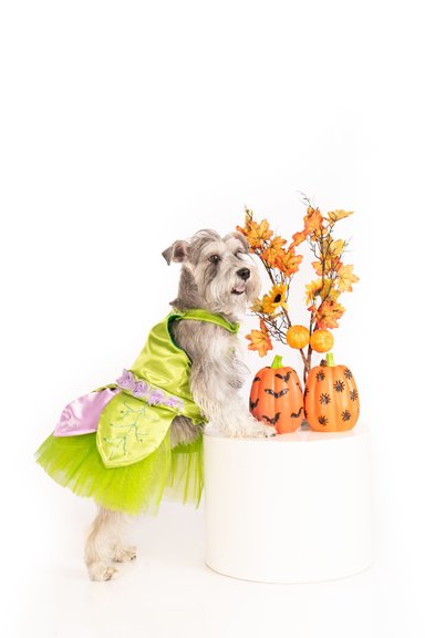 DISFRAZ PERRO Y GATO CAMPANITA TALLA 2 LETIF PET SHOP - 3