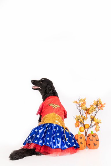 DISFRAZ TERCIOPELO PERRO Y GATO MUJER MARAVILLA TALLA 3 LETIF PET SHOP - 3