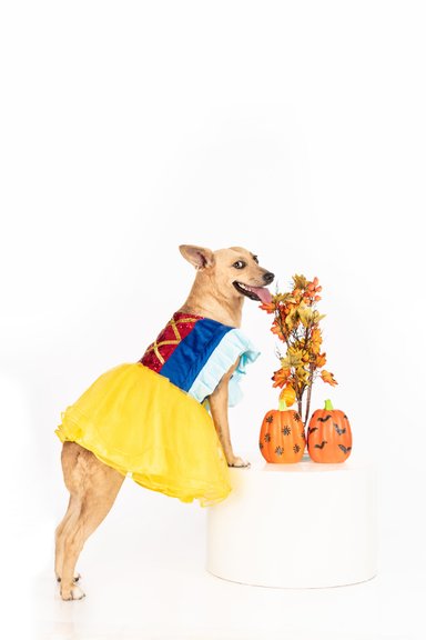 DISFRAZ TERCIOPELO PERRO Y GATO BLANCA NIEVES TALLA 1 LETIF PET SHOP - 2