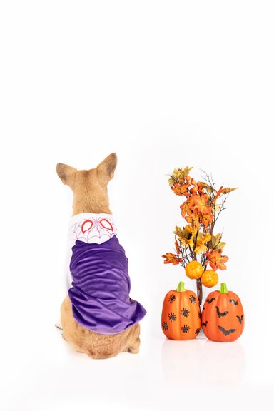 DISFRAZ TERCIOPELO PERRO Y GATO GWEN STACY DOG TALLA 1 LETIF PET SHOP - 3
