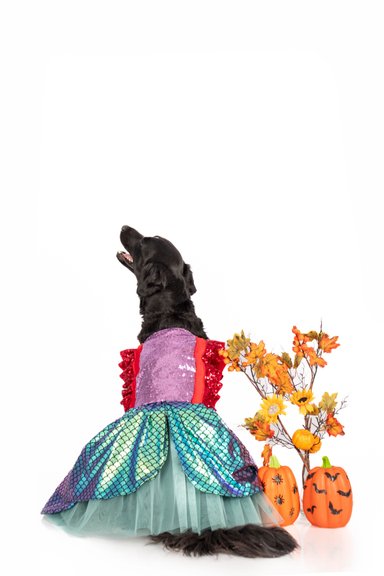 DISFRAZ PERRO Y GATO SIRENITA TALLA 0 LETIF PET SHOP - 2