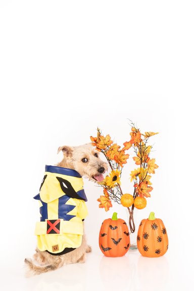 DISFRAZ TERCIOPELO PERRO Y GATO WOLVERINE TALLA 6 LETIF PET SHOP - 2