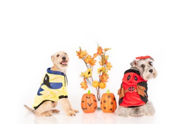 DISFRAZ TERCIOPELO PERRO Y GATO WOLVERINE TALLA 6 LETIF PET SHOP - 3