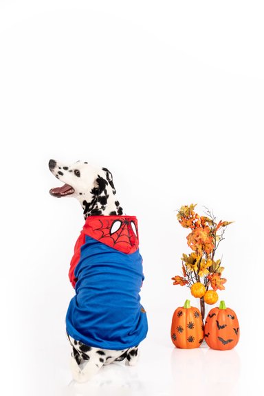 DISFRAZ TERCIOPELO PERRO Y GATO SPIDER DOG TALLA 8 LETIF PET SHOP - 2