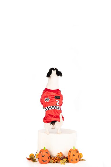 DISFRAZ TERCIOPELO PERRO Y GATO FORMULA 1 MACHO TALLA 6 LETIF PET SHOP - 2