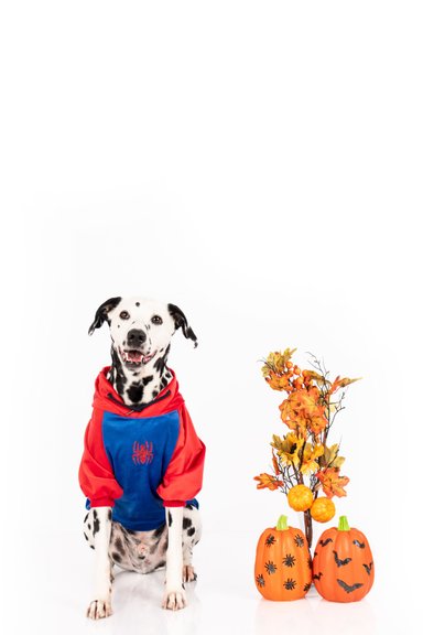 DISFRAZ TERCIOPELO PERRO Y GATO SPIDER DOG TALLA 5 LETIF PET SHOP - 3