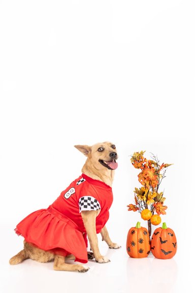 DISFRAZ TERCIOPELO PERRO Y GATO FORMULA 1 HEMBRA TALLA 8 LETIF PET SHOP - 2
