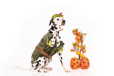 DISFRAZ TERCIOPELO PERRO Y GATO PETER PAN TALLA 6 LETIF PET SHOP - 2