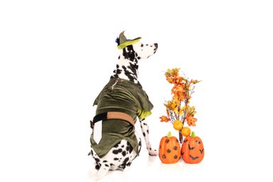 DISFRAZ TERCIOPELO PERRO Y GATO PETER PAN TALLA 6 LETIF PET SHOP - 4