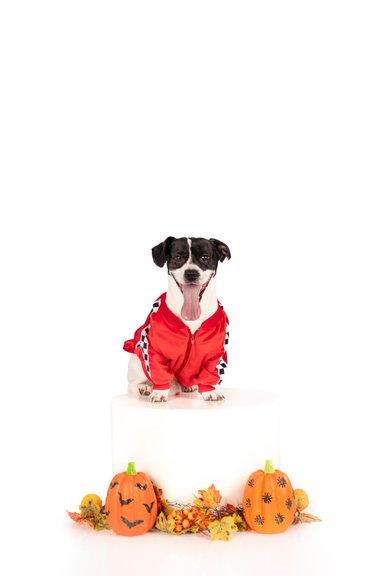 DISFRAZ TERCIOPELO PERRO Y GATO FORMULA 1 MACHO TALLA 3 LETIF PET SHOP - 3