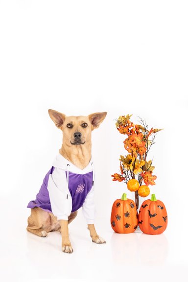 DISFRAZ TERCIOPELO PERRO Y GATO GWEN STACY DOG TALLA 3 LETIF PET SHOP - 2
