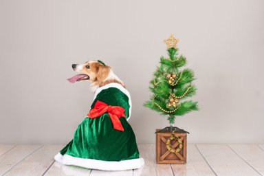 VESTIDO TERCIOPELO PERRO Y GATO MAMA NOELA VERDE TALLA 8 LETIF PET SHOP - 2
