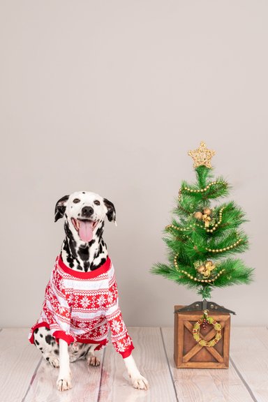 POLERA ALGODÓN PERRO Y GATO MERRY TALLA 2 LETIF PET SHOP - 2