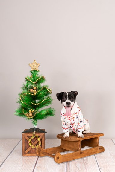 PIJAMA ALGODÓN PERRO Y GATO CAMISERO HAPPY XMAS WOOF TALLA 7 LETIF PET SHOP - 2