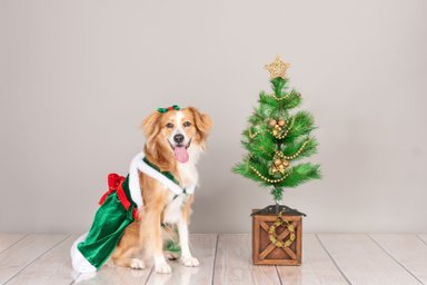 VESTIDO TERCIOPELO PERRO Y GATO MAMA NOELA ROJO TALLA 0 LETIF PET SHOP - 3