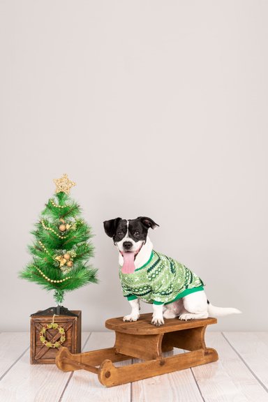 POLERA ALGODÓN PERRO Y GATO XMAS GREEN TALLA 4 LETIF PET SHOP - 2