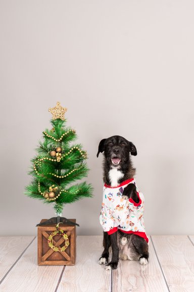 POLERA ALGODÓN PERRO Y GATO HAPPY XMAS WOOF TALLA 7 LETIF PET SHOP - 2