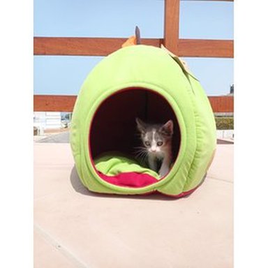 CAMA SUPETMARKET MANZANA ROJO PARA GATOS EN FORMA TAMAÑO T/U