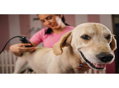 CORTADORA PERRO PELO KIT CON CABLE - 2